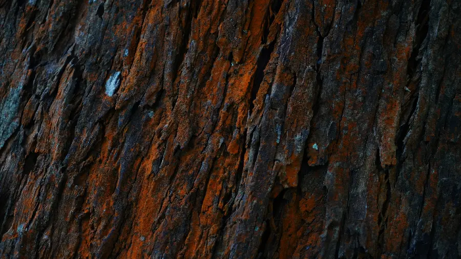 Wooden tree trunk in a pleasant HD frame for the background
