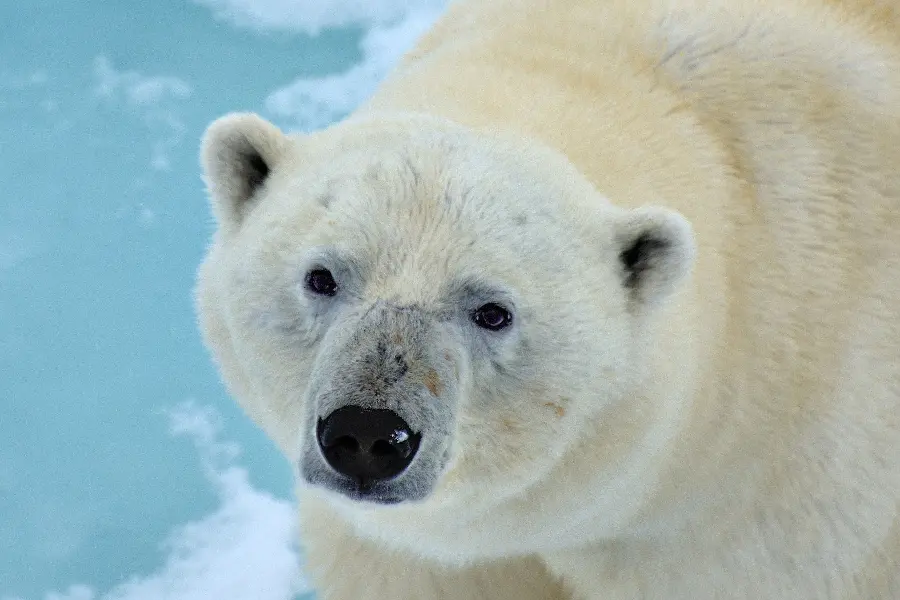 The most visible Windows wallpaper with a real wild polar bear design