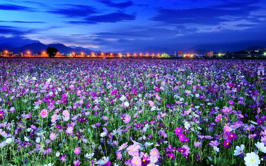 Flower Field Photo in Spring 8K
