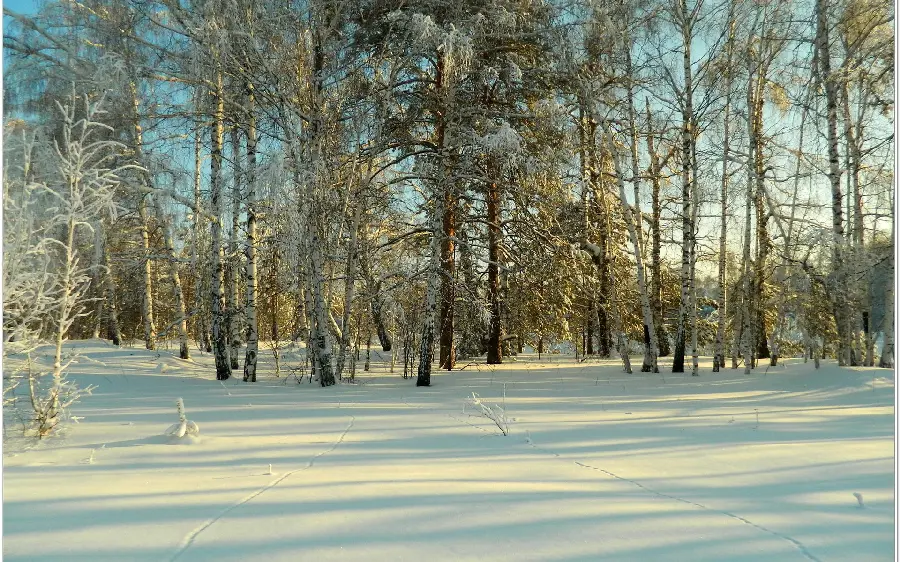 Beautiful view of the snowy forest for the profile of nature lovers