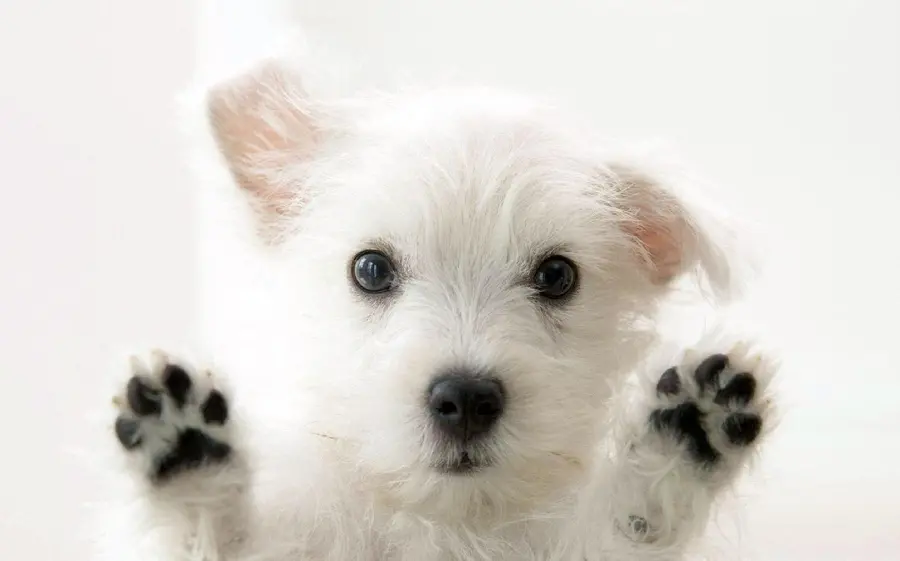 The cutest little dog iPhone background