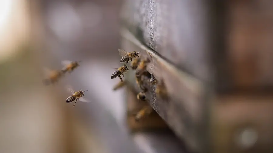 Bee Hive Stock Image and Download Bee on Honey Hive Photo