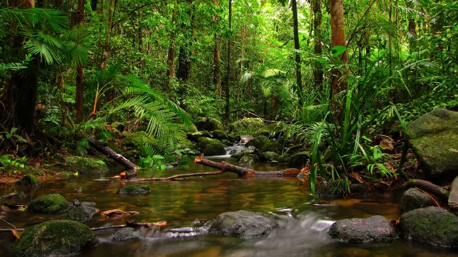 Dreamy PowerPoint background with a picture of the nature of the river and the forest