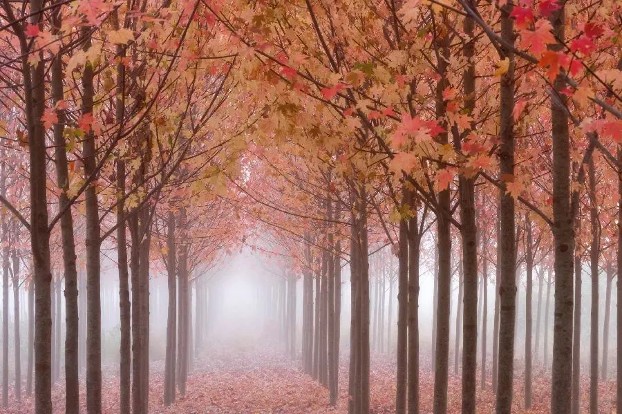 Forest tunnel with colorful autumn trees in a high-quality frame