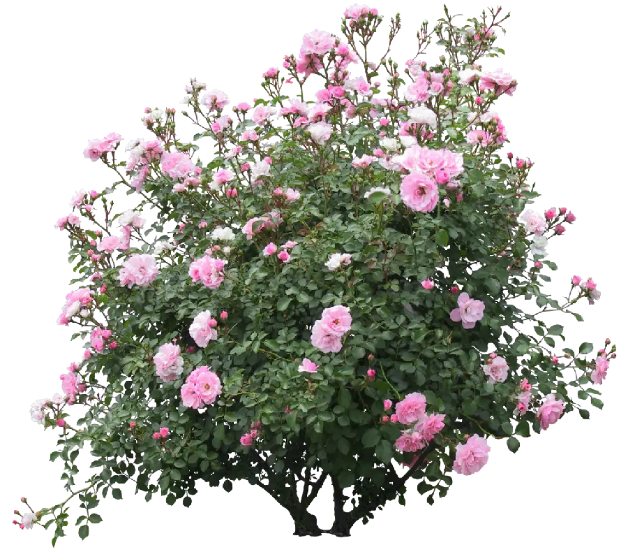 A bush of pink roses PNG teleported