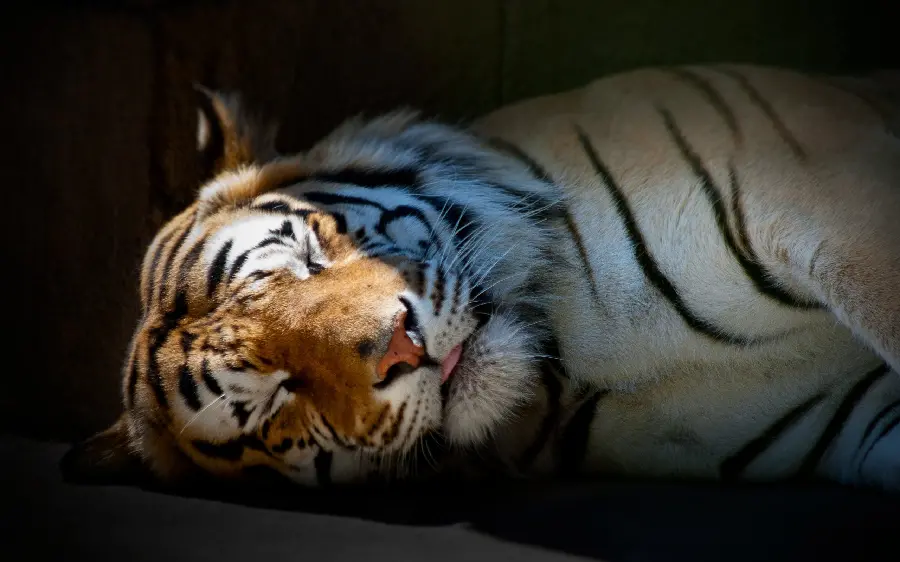 Angry tiger sleeping angry tiger wallpaper