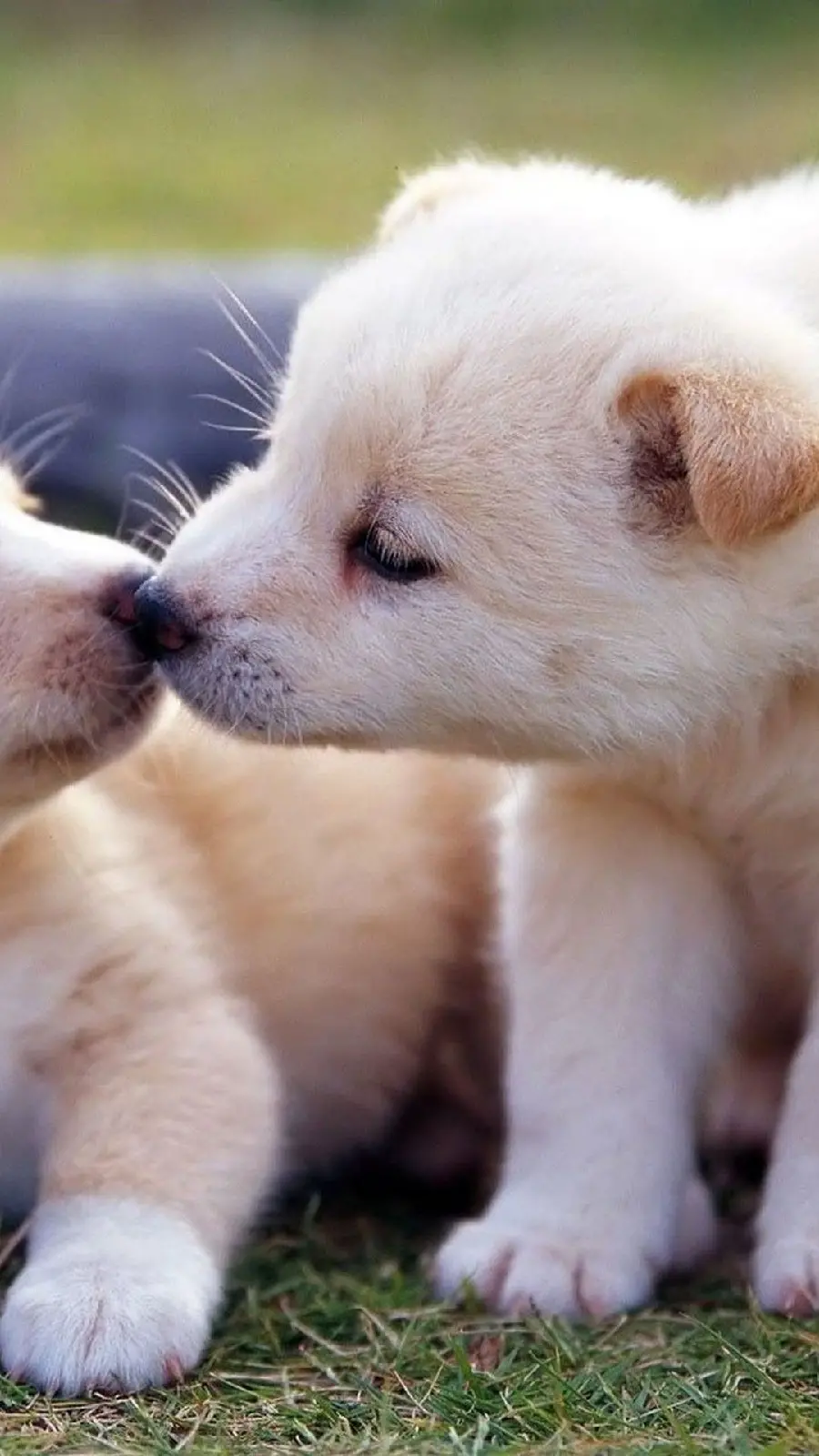 Cute Little Puppy Wallpaper