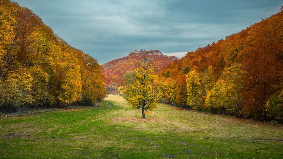 A photo of an autumn landscape with a single tree in the middle for computer backgrounds