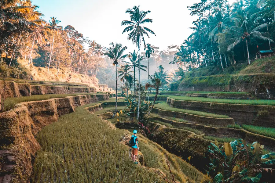 Photo of a Tourist in the Rice Terraces of Indonesia