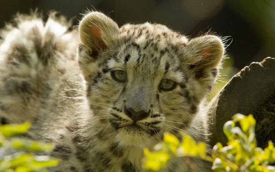High Quality Winning Leopard Cub Stock Photo