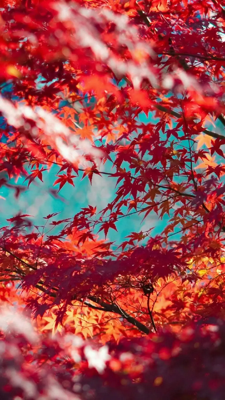 Girly Autumn Wallpaper