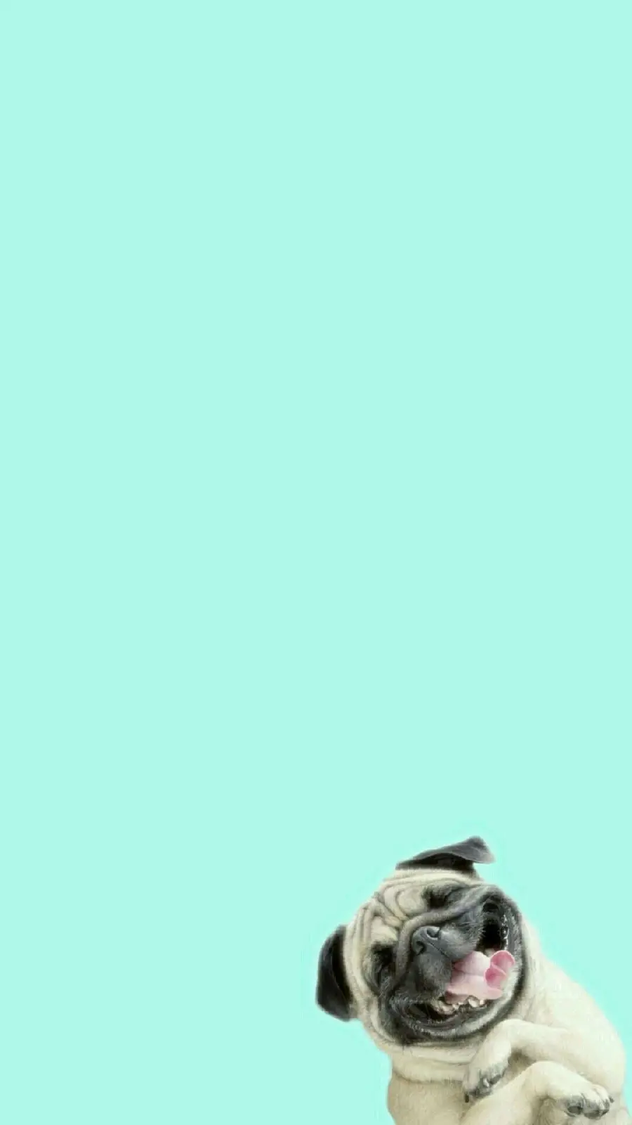 Stylish teal wallpaper with a naughty bulldog design