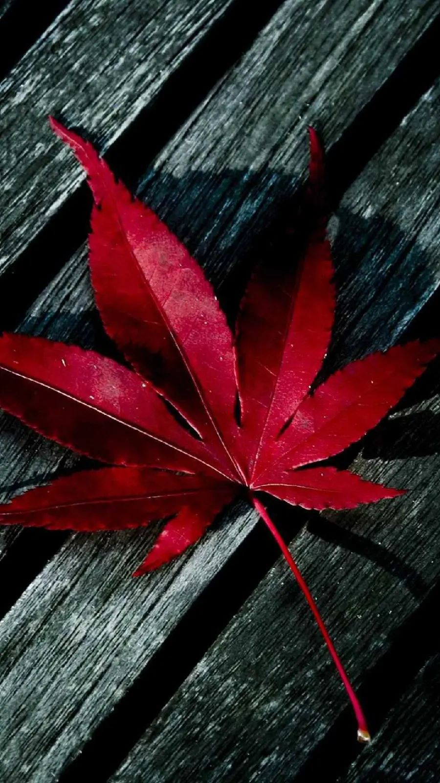 Autumn Wallpaper for Girls