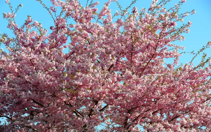 Beautiful nature full hd wallpaper with a dreamy pink blossom design in spring