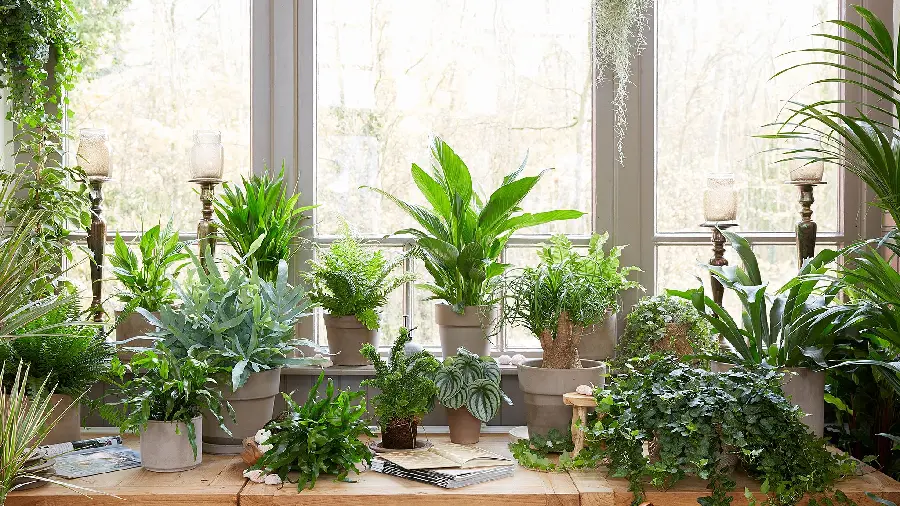 Window Photos with Houseplant Views