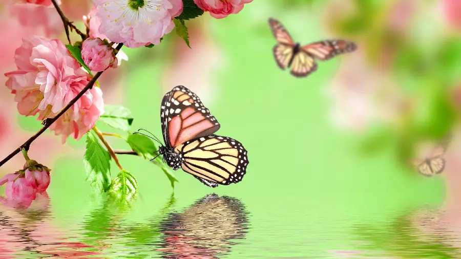 Download Real Pink Butterfly Photo