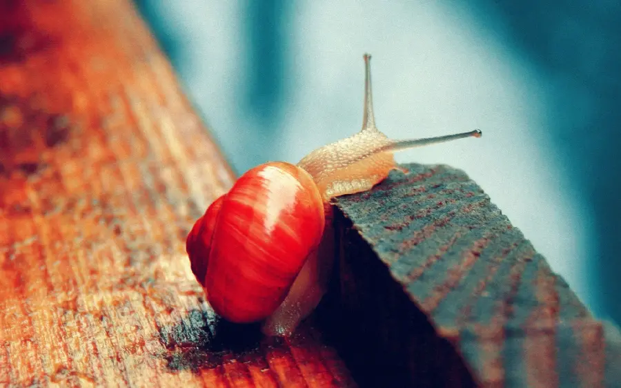 Download High Quality Snail Close-up Stock Photo