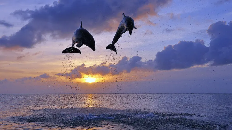 Download the latest wild and beautiful dolphin photos in the ocean