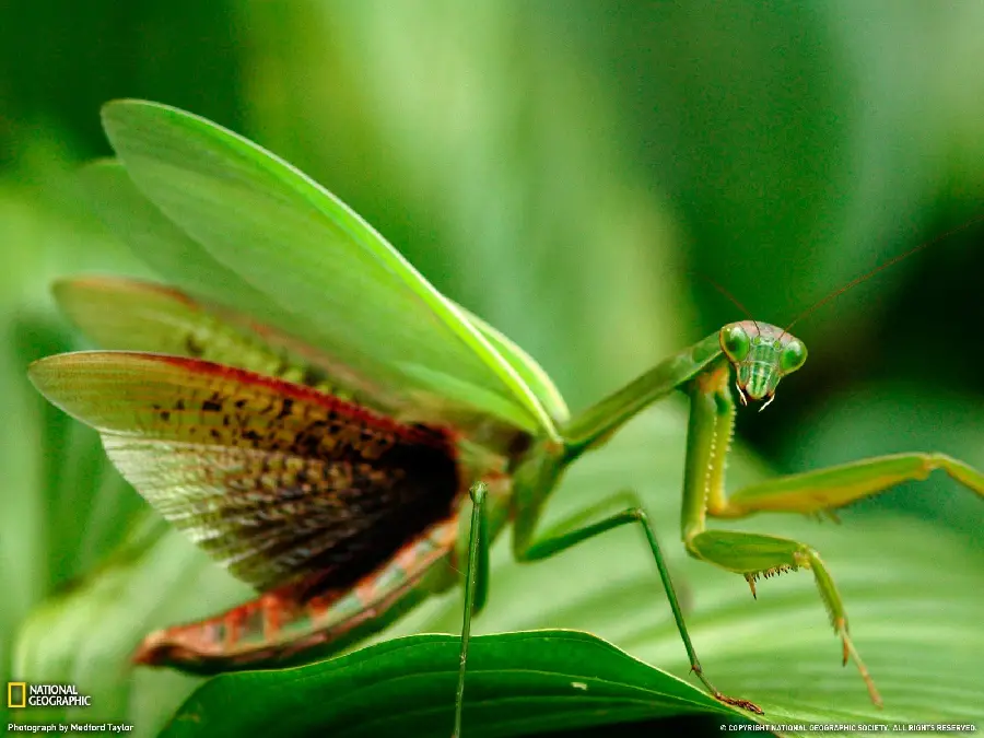 Interesting background of a green winged praying mantis with Full HD quality