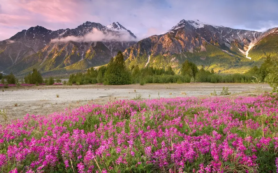High Quality Nature Photo in Spring
