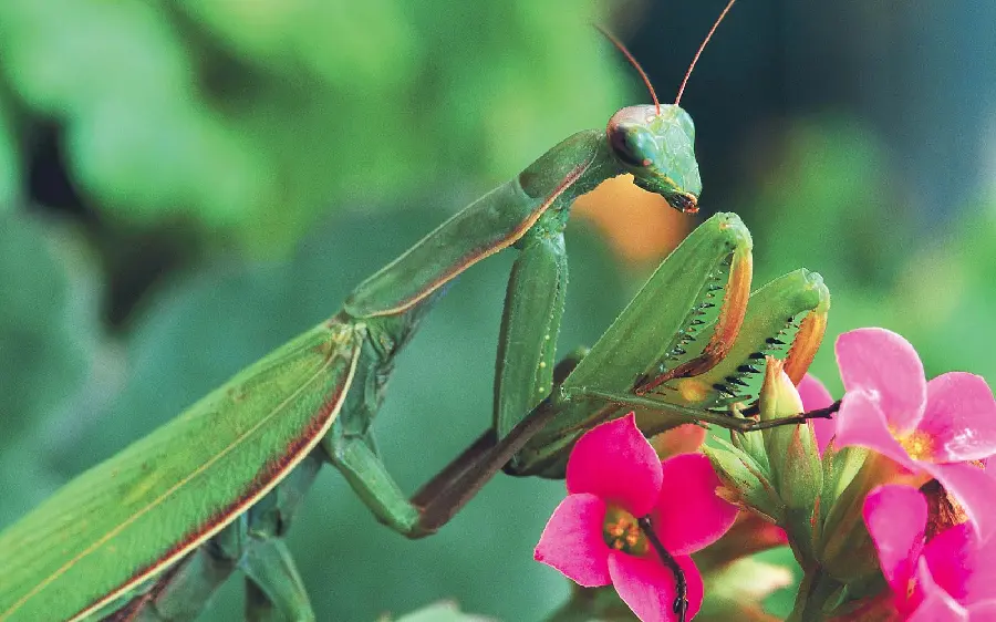 Profile photo with a Mantis insect design on a beautiful flower bush
