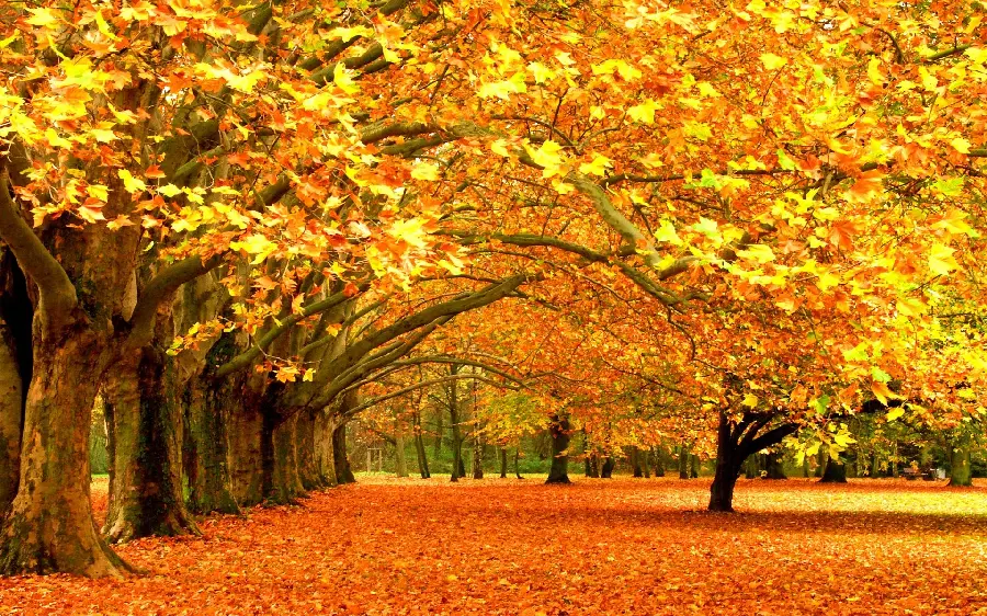 Lovely autumn photo for wallpaper
