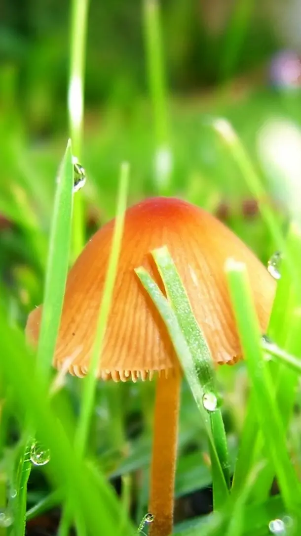 Green and Poisonous Mushroom Samsung A13 Wallpaper