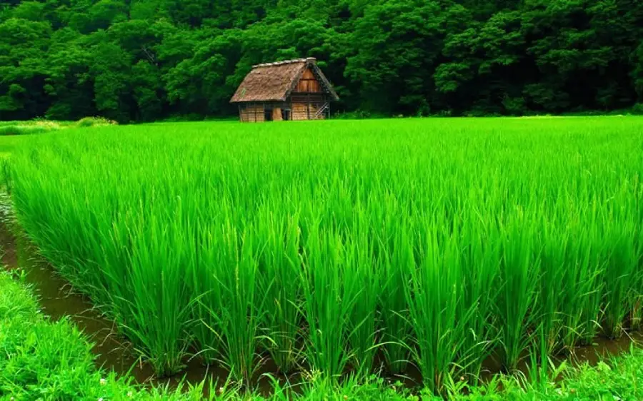Free download of lush rice field wallpaper for laptop in Full HD quality