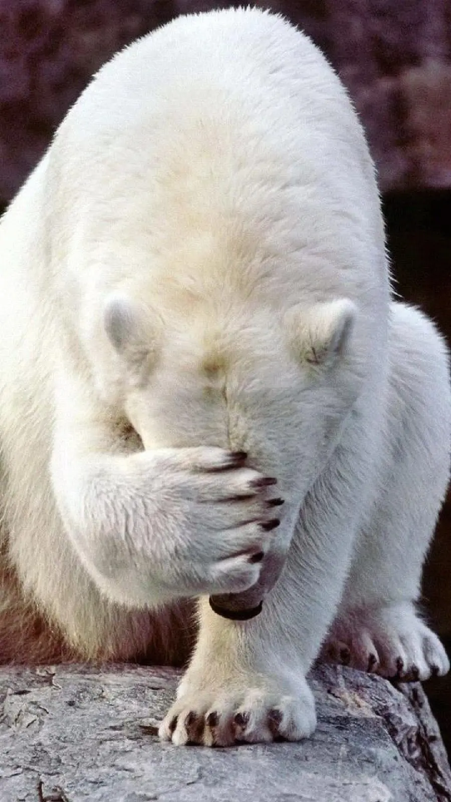 Hottest Raw Photo of Polar Bear Patting Himself on the Head for Meme Making
