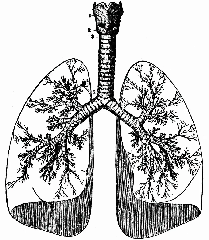 Black and White Photo of Lung and Respiratory System Human