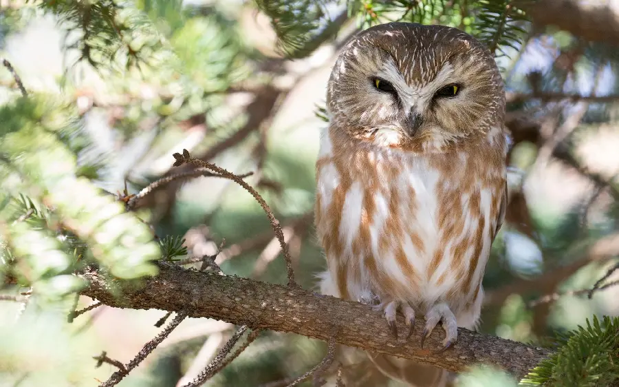 Download high-quality stock photo and image of owl in jpg format for design