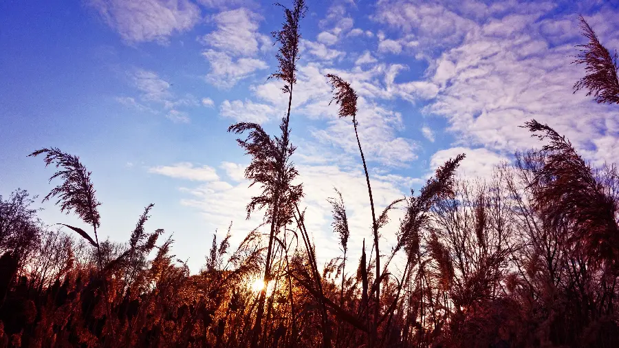 Relaxing nature background suitable for luxurious and beautiful people
