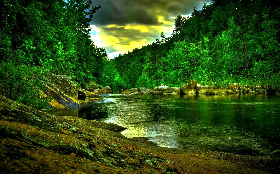 Download real wallpaper of a river in a green forest