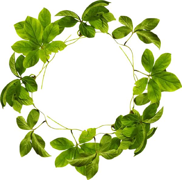 Photo of green leaves in the shape of a circular ring cut out, suitable for editing