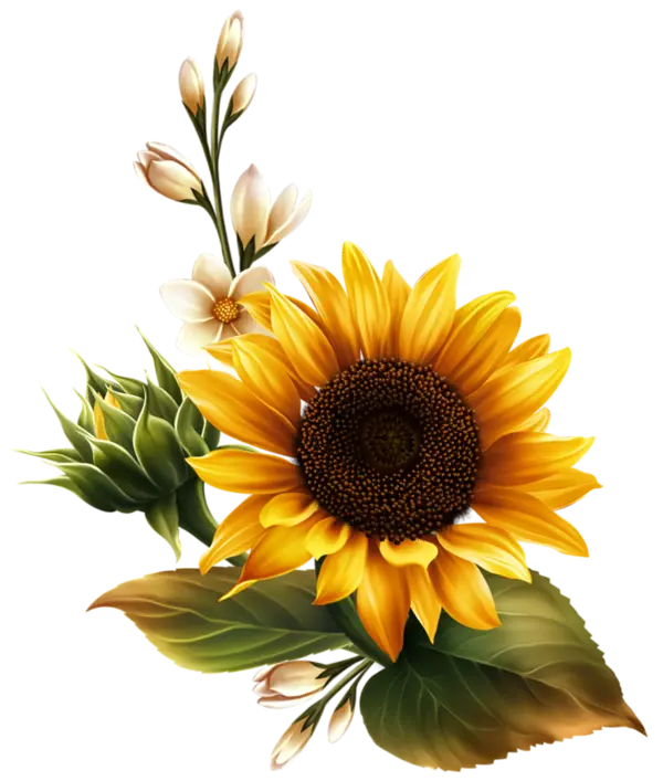 Sunflowers Without Background Teleported PNG
