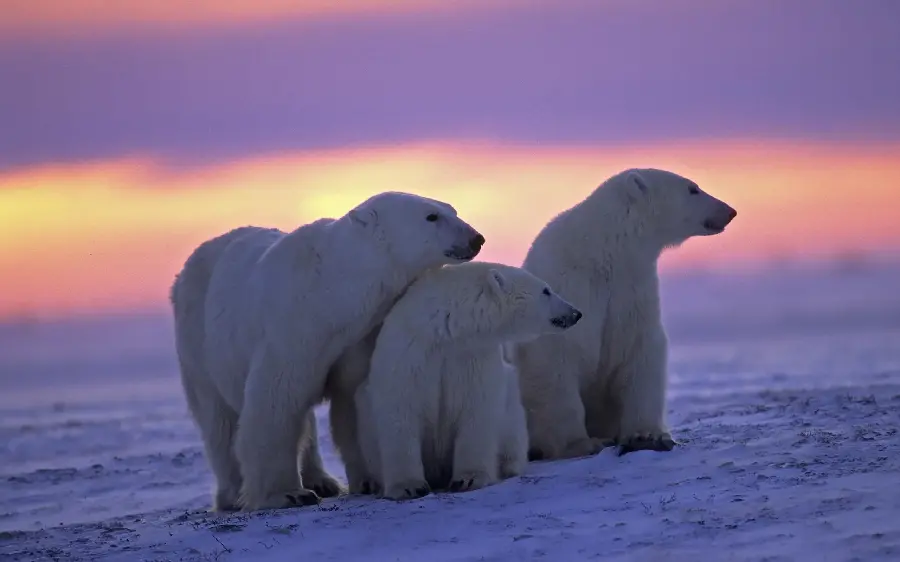 Free Download Wonderful Wallpaper of Polar Bear at Sunset