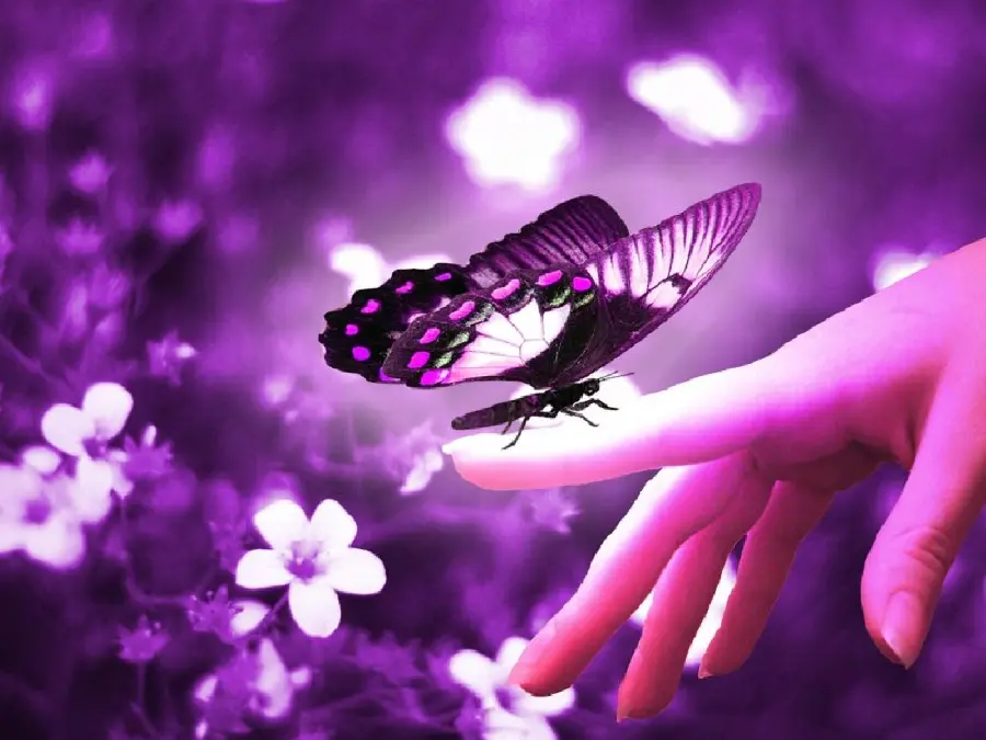 Purple butterfly photo on hand