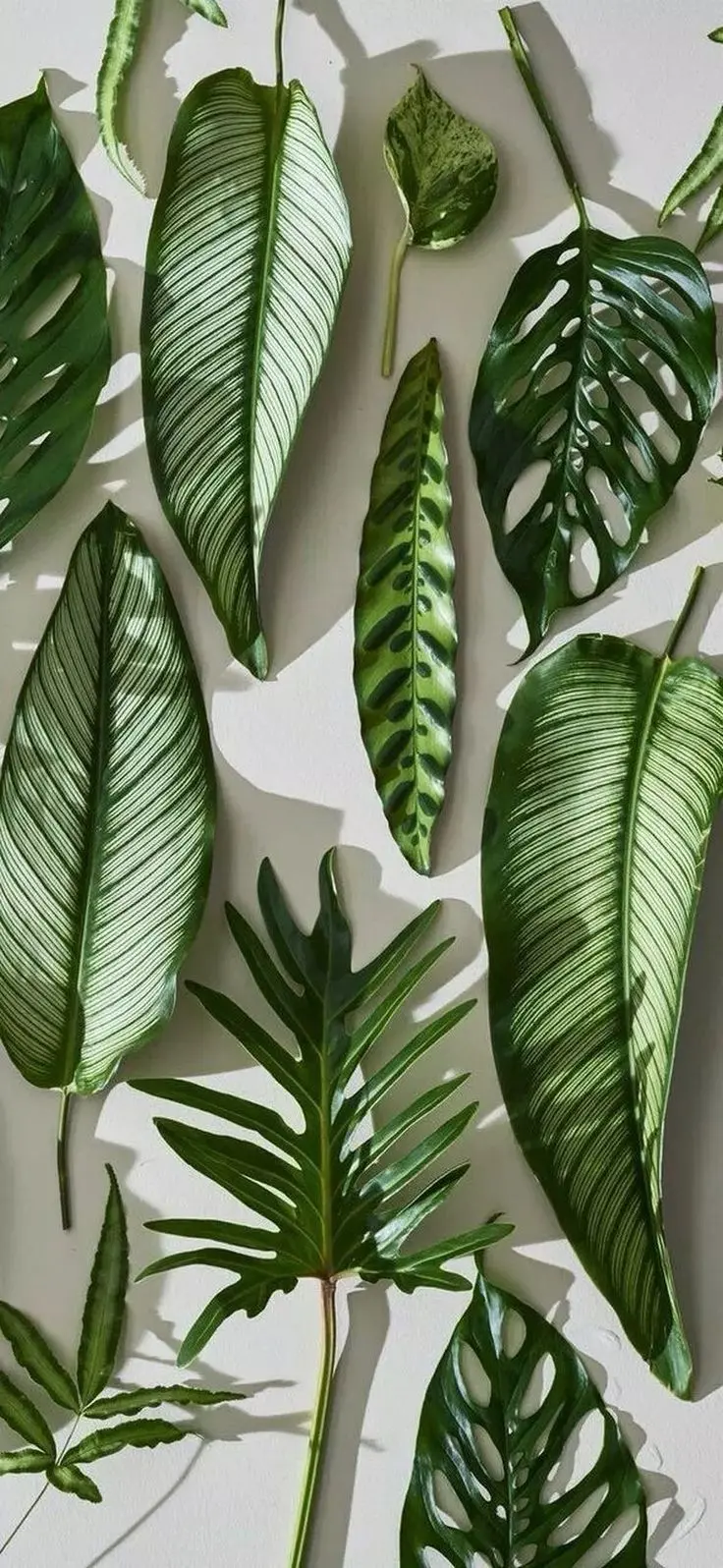 Photo of the most beautiful houseplants