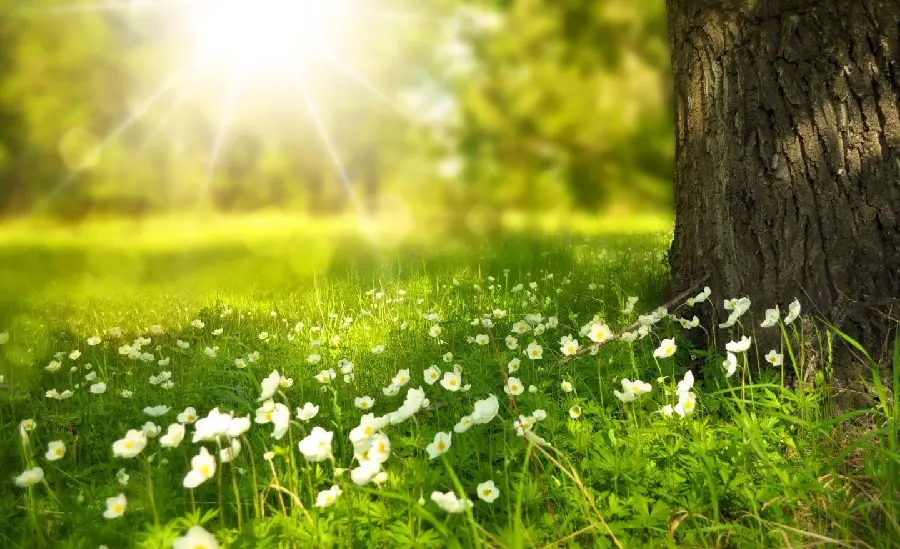 High Quality Spring Morning Wallpaper for Computer