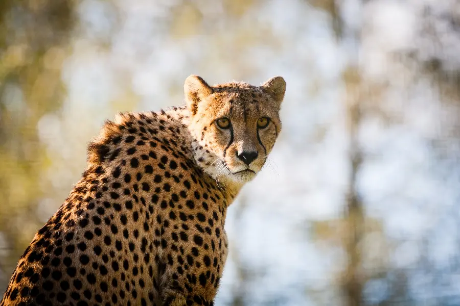Awesome Cheetah Picture for Social Media Profile