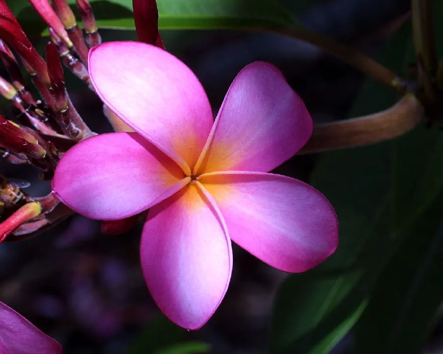 Beautiful Plumeria or Red Jasmine Flower in a Spectacular View