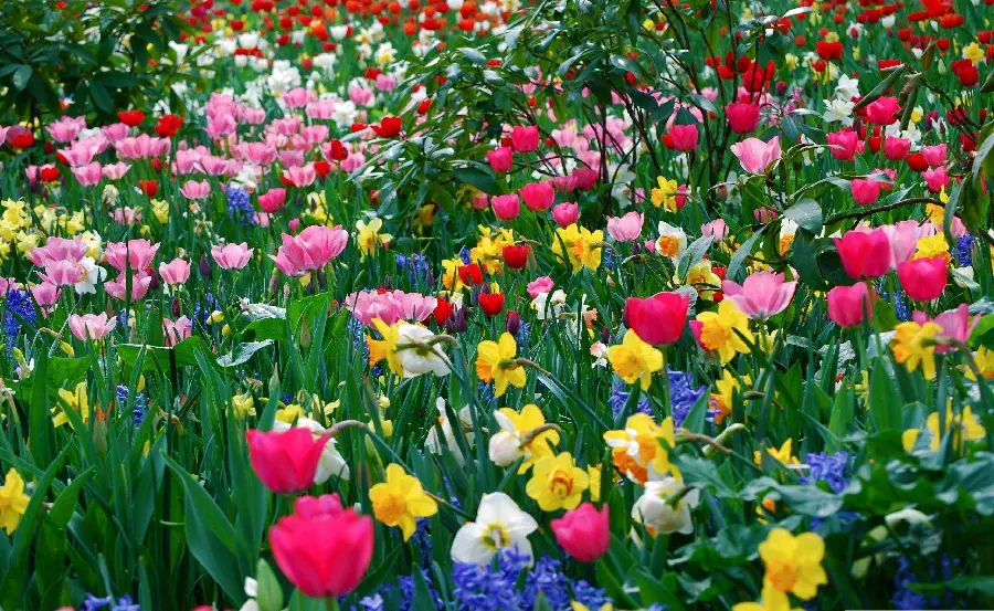 Amazing Spring Colorful Flowers Wallpaper