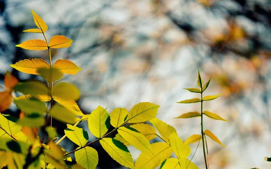 The latest high quality leaf photos for wallpaper