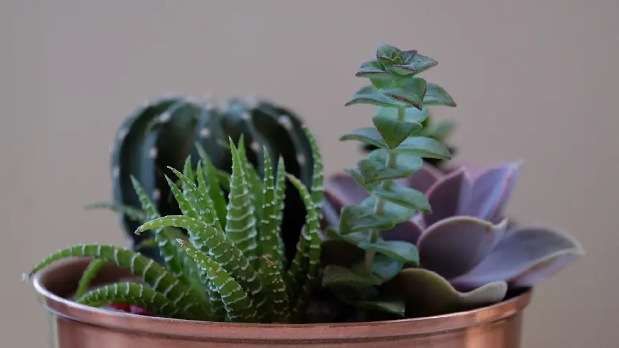Photos of the houseplant cactus family