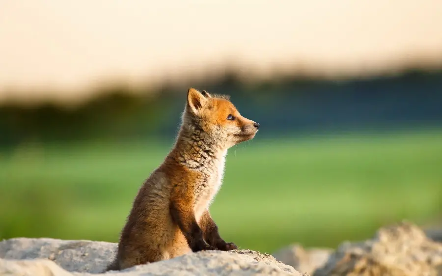 Most viewed picture of a cute little fox in Full HD quality