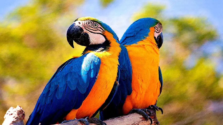 Free download of a romantic photo of a macaw parrot for animal lovers