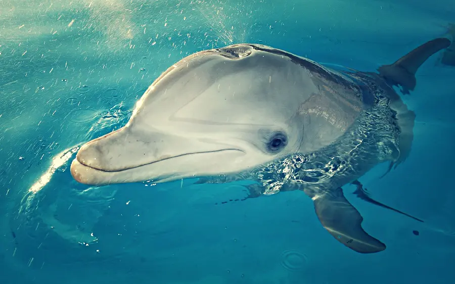 Photos and images of dolphins photo gallery of dolphin with HD quality