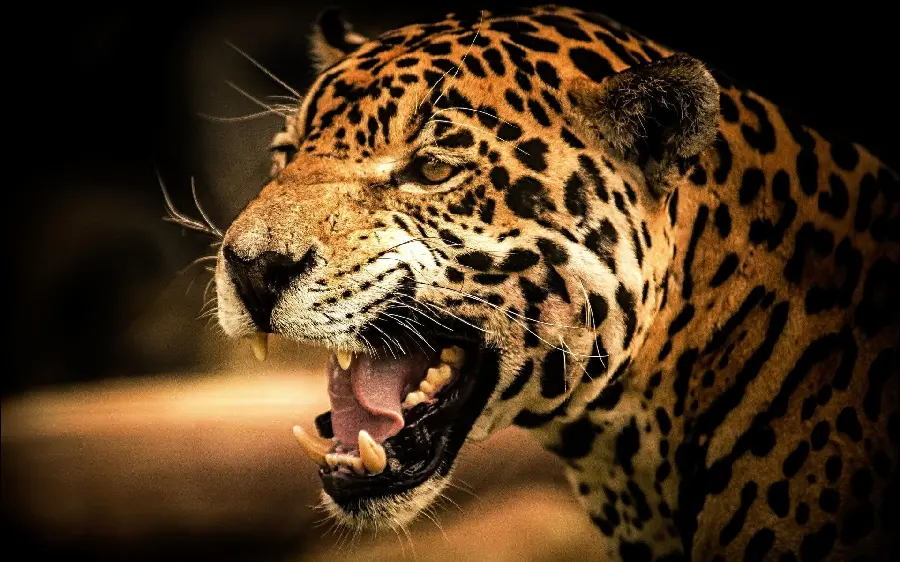 Photo of a roaring cheetah for profile