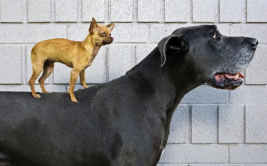 A beautiful photo of a small dog on a giant black dog