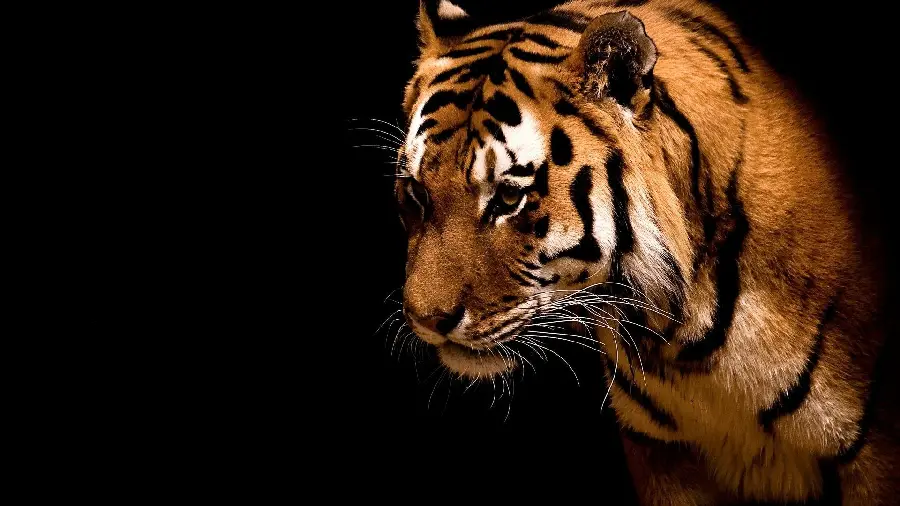 Download 4K Tiger Photos